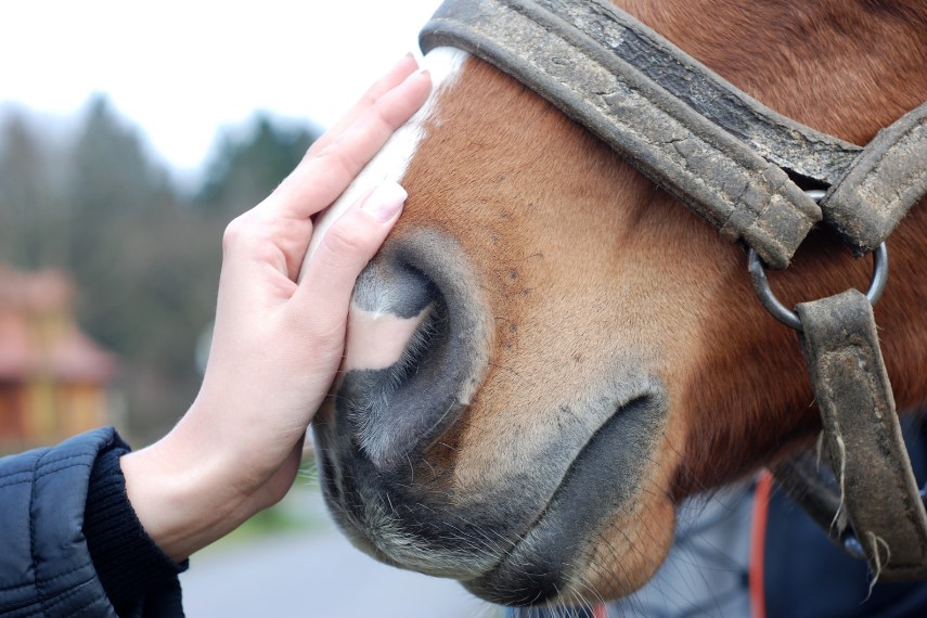 cuidados del caballo y teco Málaga